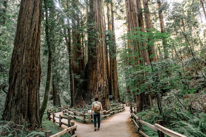 "a man with a backpack in the middle of a trail in a grove of tall trees"